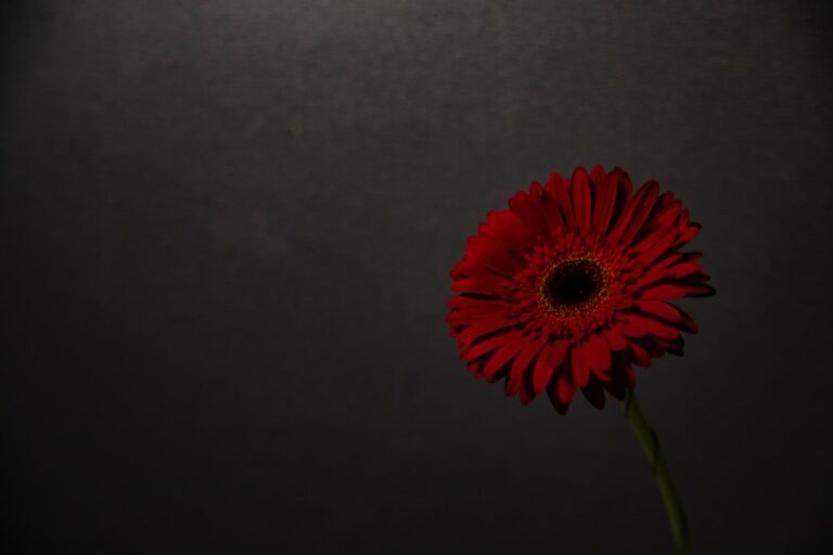 minunato sau minunat-o – Cum se scrie corect