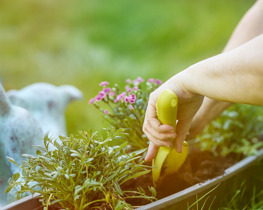 Photo planting vegetables and herbs in the garden
