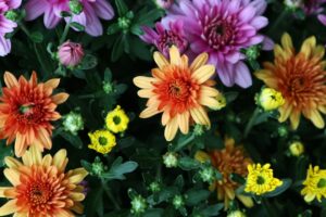 Photo garden with seasonal flowers