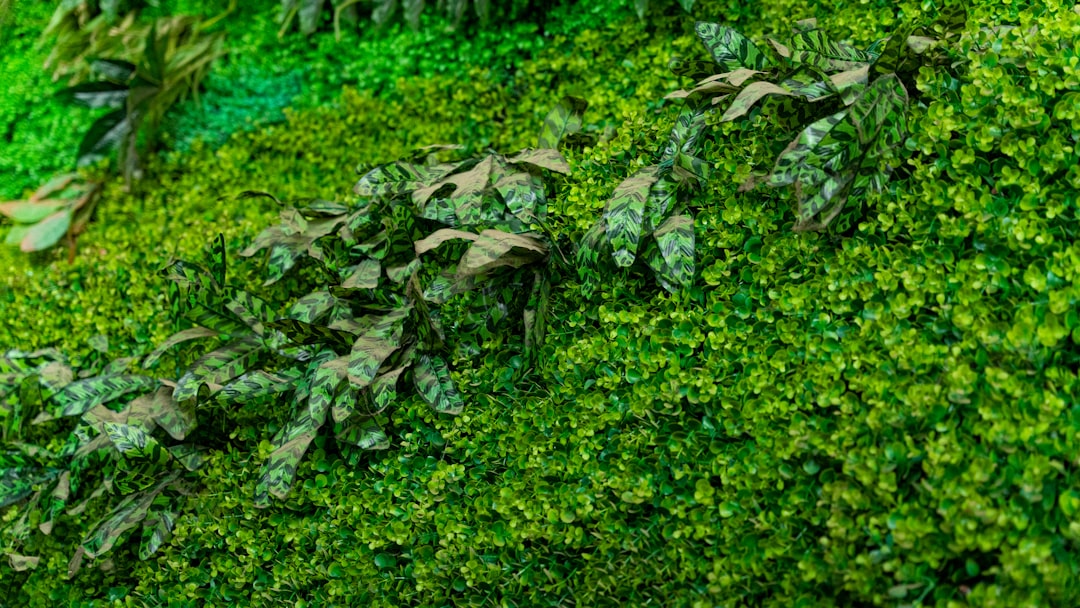 Photo vertical garden